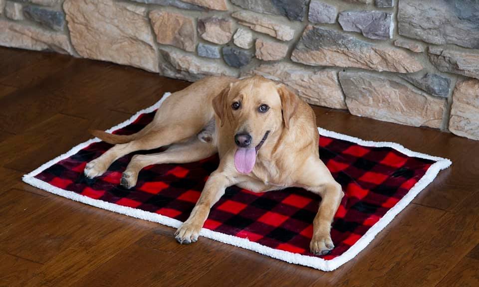 Dog Blankets