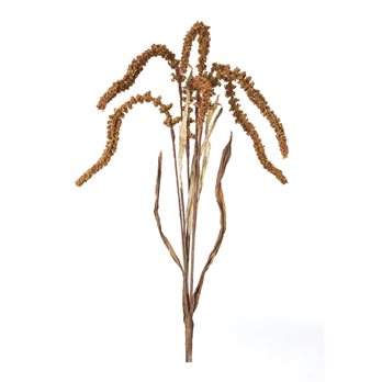 Amaranthus Stem (Set of 12)