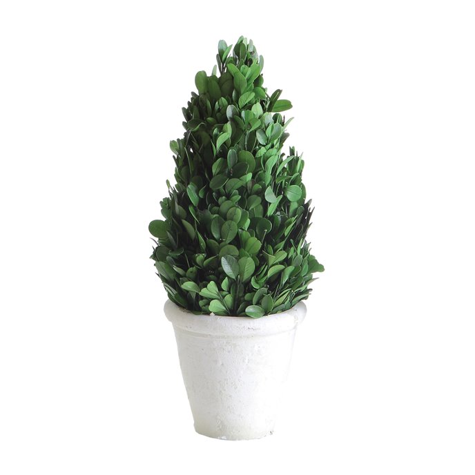11" Preserved Boxwood Cone Shaped Topiary in Clay Pot Thumbnail